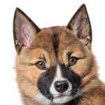 Lothian Children's Books Animal Adventure eBook for Ages 7-9 – 68 Page-0
